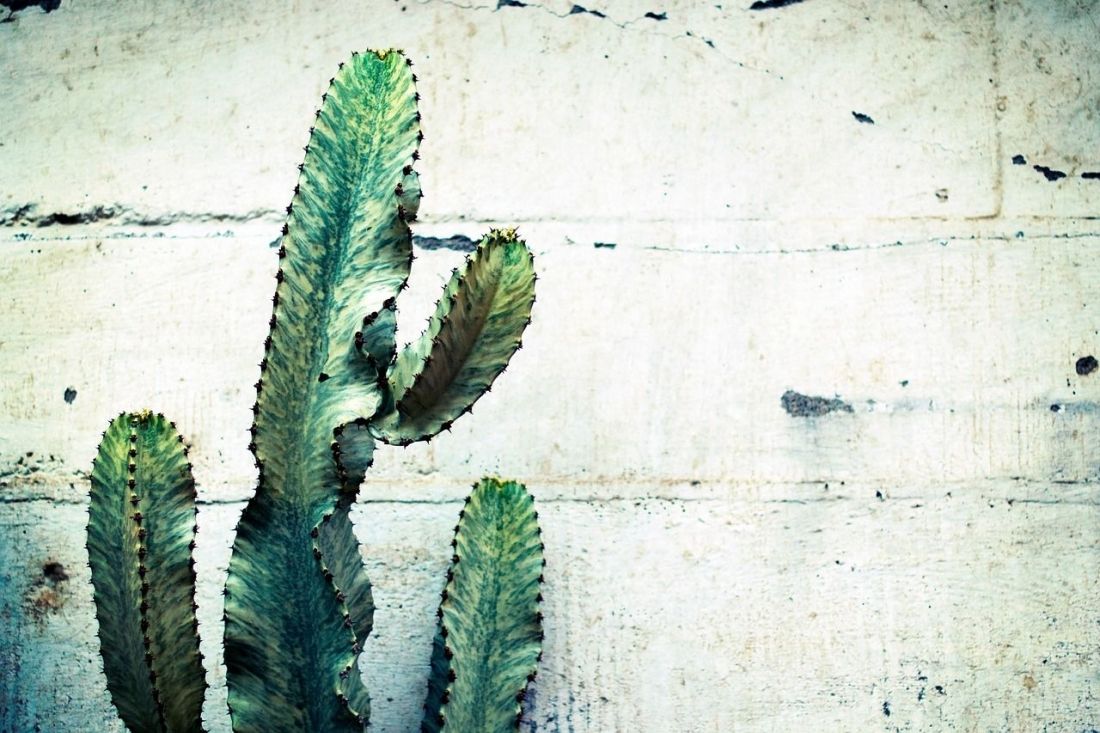 Cactus