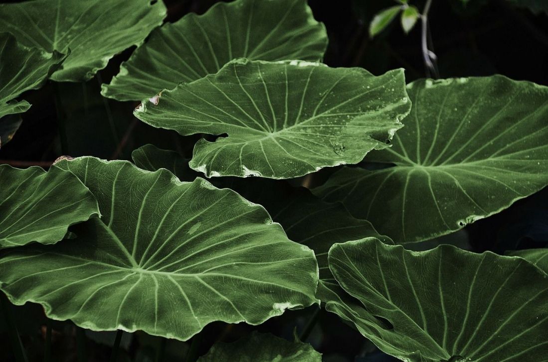 Plantas