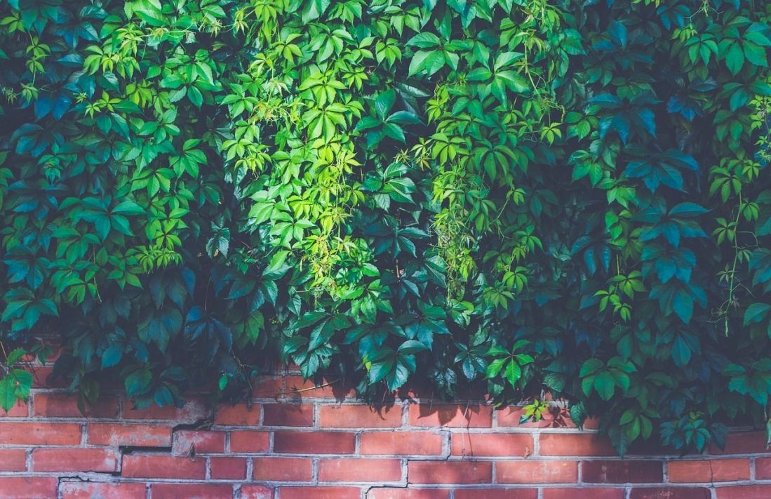 Plantas
