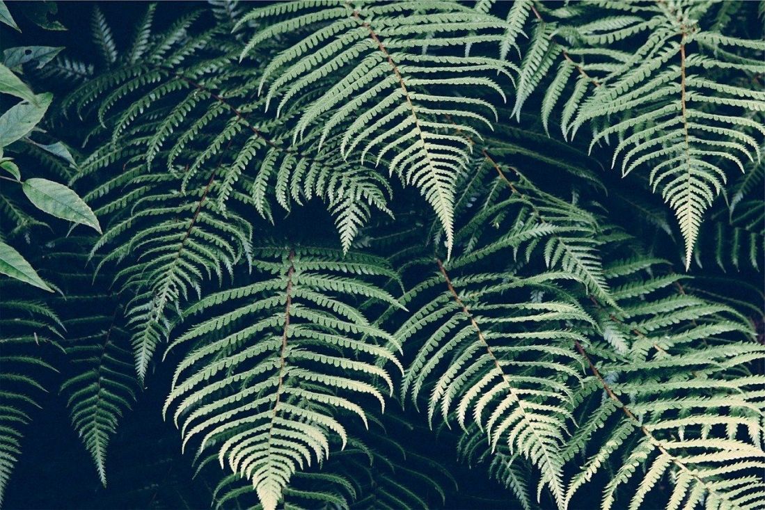 Plantas